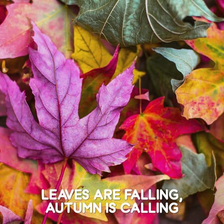 Autumn Banners