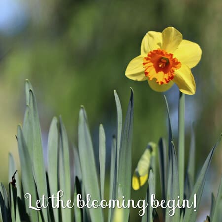 Welcome Spring Banners