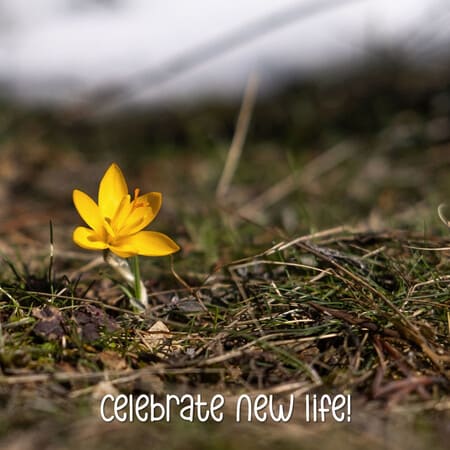 Welcome Spring Banners